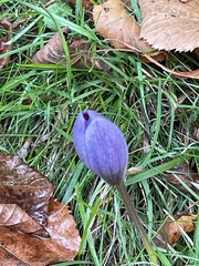 Crocus speciosus