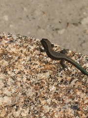 Iberolacerta monticola