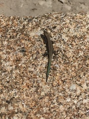 Iberolacerta monticola