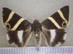 Grammodes ocellata
