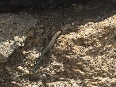 Iberolacerta monticola