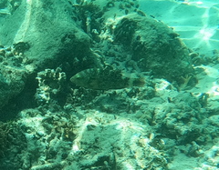 Cheilinus chlorourus