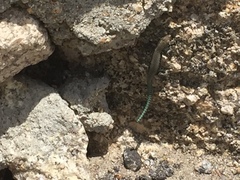 Iberolacerta monticola