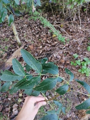 Fraxinus excelsior