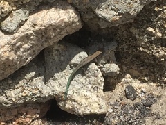 Iberolacerta monticola