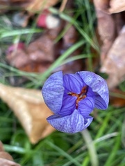 Crocus speciosus