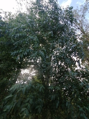 Fraxinus excelsior