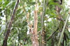Bactris