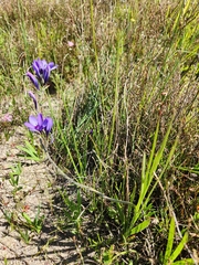 Babiana angustifolia