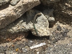 Iberolacerta monticola