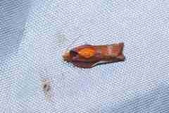 Tortricoidea