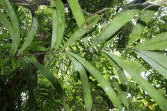 Bactris