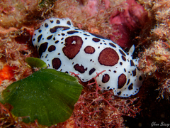 Peltodoris atromaculata