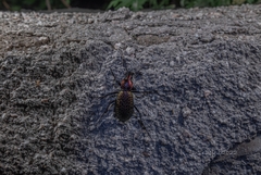 Carabus smaragdinus