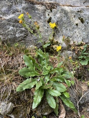 Hieracium amplexicaule