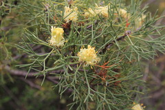Petrophile striata