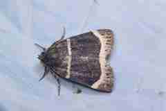 Amphipyra tripartita