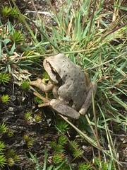 Hyla molleri