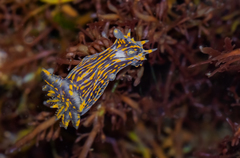 Polycera atra