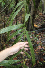 Bactris