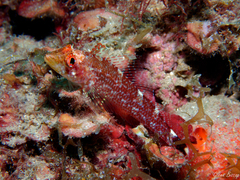 Tripterygion delaisi