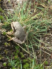 Hyla molleri