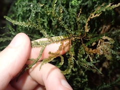 Plagiochila