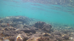 Diplodus