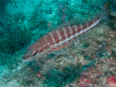 Serranus cabrilla