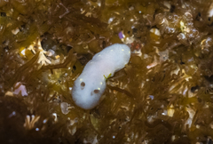 Cadlina flavomaculata