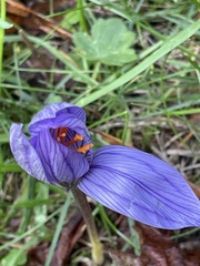 Crocus speciosus