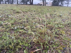 Holothrix burchellii