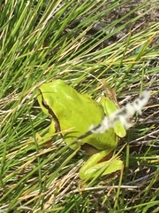 Hyla molleri