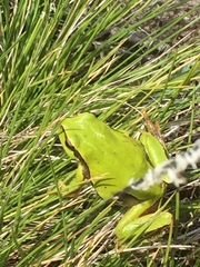 Hyla molleri