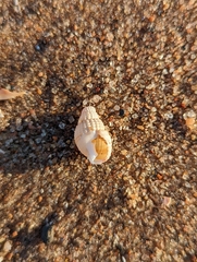 Ilyanassa trivittata