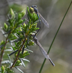 Austrolestes aridus