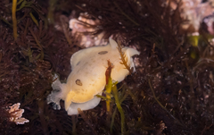 Diaulula sandiegensis