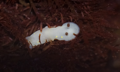 Cadlina flavomaculata