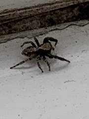 Pseudeuophrys lanigera