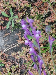 Linaria elegans