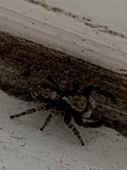 Pseudeuophrys lanigera