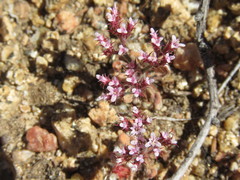 Chorizanthe leptotheca