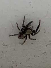 Pseudeuophrys lanigera