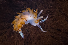 Apata pricei