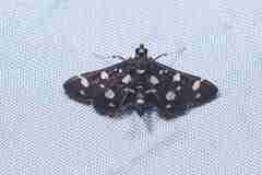 Bocchoris inspersalis