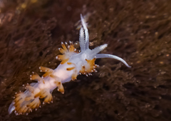 Apata pricei
