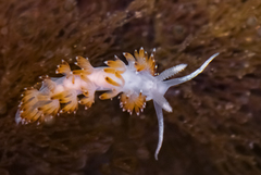 Apata pricei