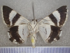 Grammodes ocellata