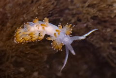 Apata pricei