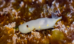 Cadlina flavomaculata